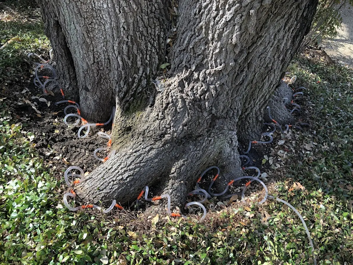 Detailed Tree Cabling and Bracing job site in Honeyville