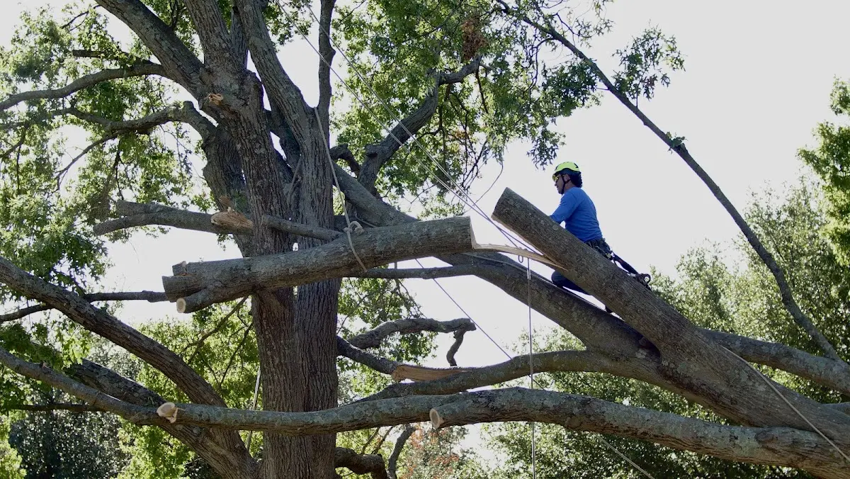 Professional Hazardous Tree Removal performed by certified arborists in Honeyville