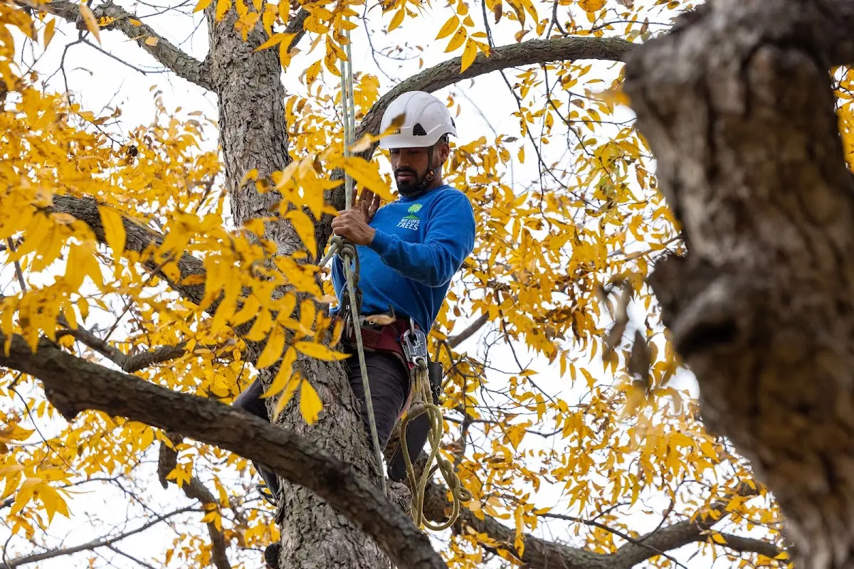 Skilled Tree Disease Treatment crew working in Honeyville
